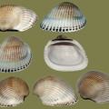 Anadara natalensis -  5. Fund
