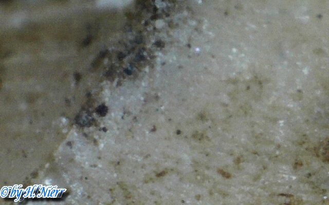 Gefunden in Deutschland (Sachsen)Unter Gebüsch zwischen Zschopau und Amtsberg / OT Schlößchen. monachoides_incarnatus_7_makro_2.jpg