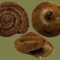 Pseudotrichia rubiginosa -  2. Fund