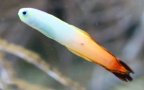 Klasse Actinopterygii (Cope, 1871)