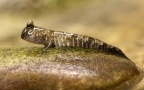 Familie Oxudercidae (Günther, 1861)