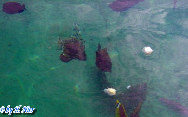 Pterois volitans -  1. Fund