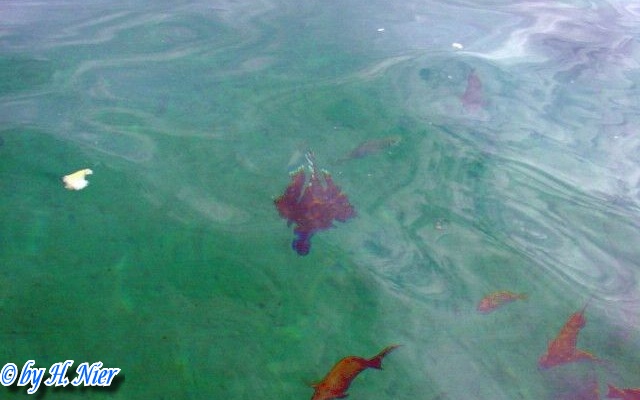 Pterois volitans -  1. Fund