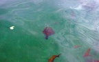 Pterois volitans -  1. Fund