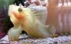 Familie Scorpaenidae (Risso, 1826)