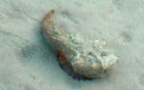 Familie Synanceiidae (Kaup, 1873)