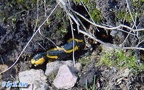 Salamandra salamandra salamandra -  1. Fund