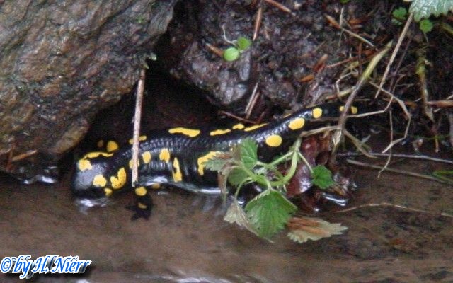 Salamandra salamandra salamandra -  2. Fund