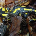 Salamandra salamandra salamandra -  4. Fund