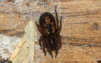 Amaurobius fenestralis -  1. Fund