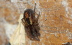 Amaurobius fenestralis -  1. Fund