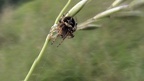 Klasse Arachnida (Cuvier, 1812)