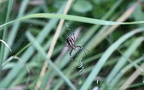 Argiope bruennichi - 12. Fund (Weibchen)