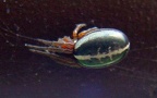Singa nitidula -  1. Fund (Männchen)