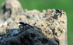 Familie Linyphiidae (Blackwall, 1859)