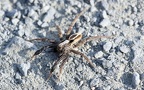 Familie Lycosidae (Sundevall, 1833)