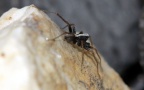 Klasse Arachnida (Cuvier, 1812)
