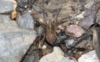Klasse Arachnida (Cuvier, 1812)