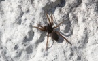 Klasse Arachnida (Cuvier, 1812)