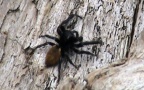 Klasse Arachnida (Cuvier, 1812)