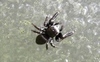 Familie Salticidae (Blackwall, 1842)