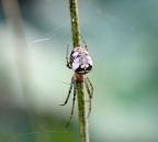 Klasse Arachnida (Cuvier, 1812)