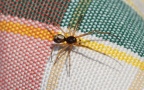 Klasse Arachnida (Cuvier, 1812)