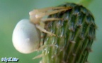 Misumena vatia -  1. Fund (Weibchen)