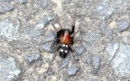 Klasse Arachnida (Cuvier, 1812)