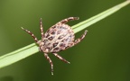 Ordnung Ixodida (Leach, 1815)