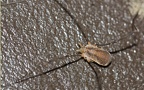 Ordnung Opiliones (Sundevall, 1833)