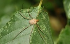 Klasse Arachnida (Cuvier, 1812)