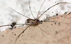 Familie Sclerosomatidae (Simon, 1879)