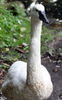 Klasse Aves (Linnæus, 1758)