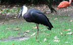 Familie Ciconiidae (Gray, 1840)
