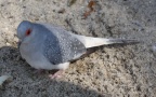 Ordnung Columbiformes (Latham, 1790)