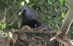 Goura victoria (Fraser, 1844)