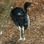 Familie Psophiidae (Bonaparte, 1831)