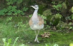 Ordnung Otidiformes (Wagler, 1830)
