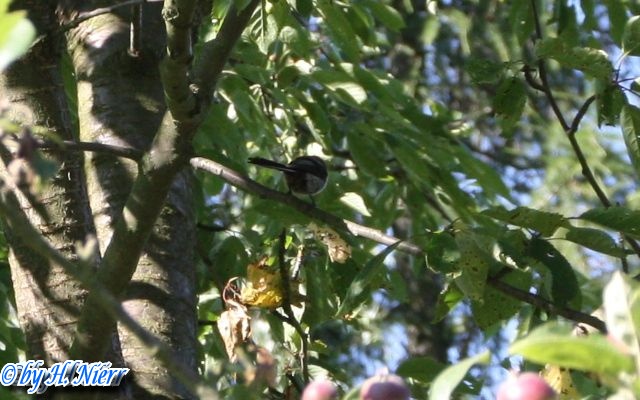 Gefunden in Deutschland (Sachsen)Auf einem Apfelbaum in der Nähe von Amtsberg / OT Schlößchen. aegithalos_caudatus_3a.jpg