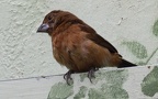 Familie Cardinalidae (Ridgway, 1901)