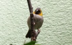Klasse Aves (Linnæus, 1758)