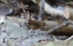 Familie Troglodytidae (Swainson, 1832)