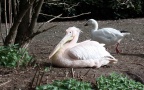 Klasse Aves (Linnæus, 1758)