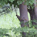 Picus viridis -  4. Fund