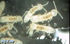 Familie Isotomidae (Schäffer, 1896)
