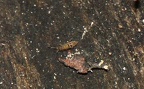 Familie Orchesellidae (Börner, 1906)