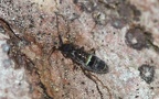 Klasse Collembola (Lubbock, 1870)