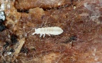 Familie Tullbergiidae (Bagnall, 1935)