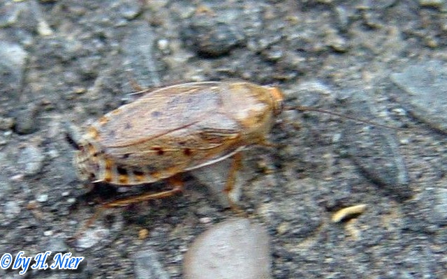 Ectobius lapponicus -  2. Fund (Weibchen)